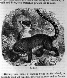 The Coati, from Santo Domingo Past and Present by English School