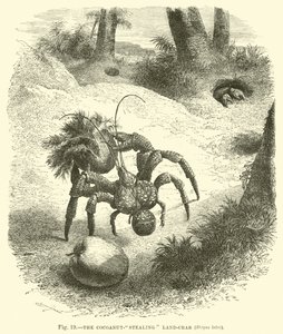 The Coconut-stealing Land-crab, Birgus Latro