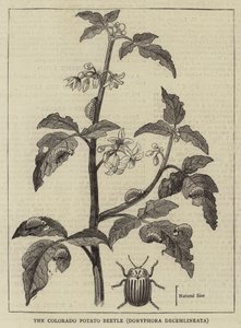 The Colorado Potato Beetle, Doryphora decemlineata by English School