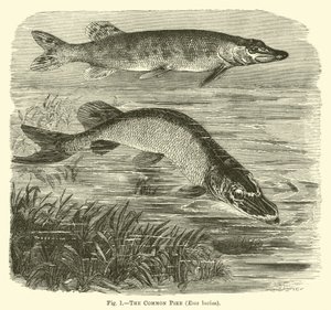 The Common Pike, Esox lucius