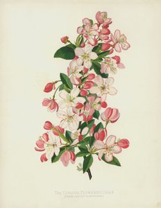 The Copious Flowered Crab
