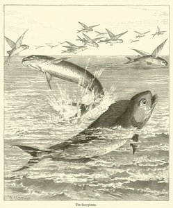 The Coryphene by English School
