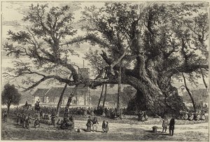 The Cowthorpe Oak by English School