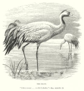 The Crane