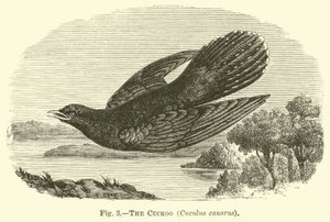 The Cuckoo, Cuculus canorus by English School