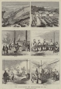 The Cultivation and Manufacture of Tea (engraving) by English School