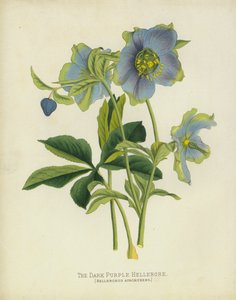 The Dark Purple Hellebore by English School