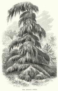 The Deodar Cedar by English School