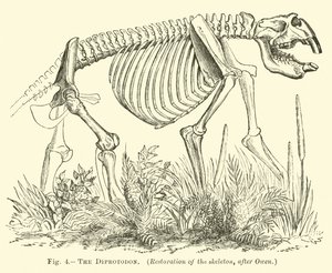 The Diprotodon by English School