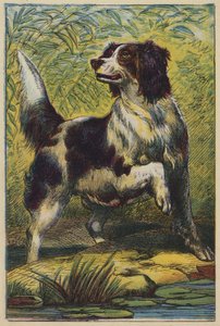 The Dog