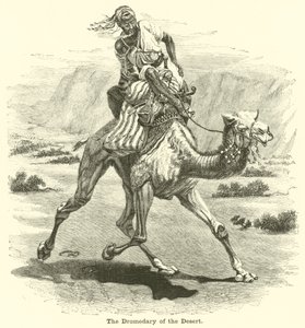 The Dromedary of the Desert