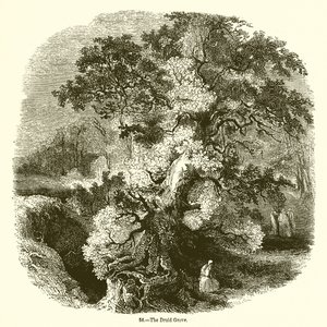 The Druid Grove