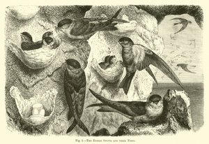 The Edible Swifts and Their Nests by English School