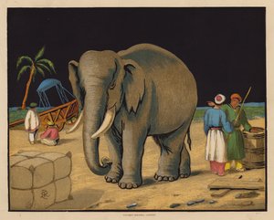 The Elephant by English School