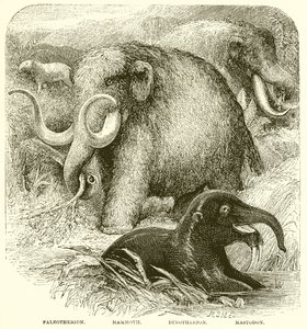 The Elephant by English School