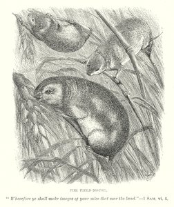 The Field-Mouse by English School