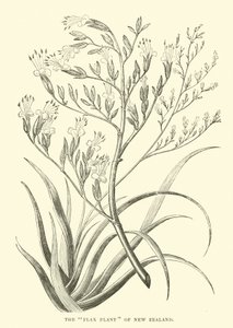 The Flax Plant of New Zealand by English School