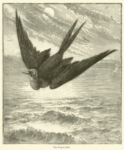 The Frigate Bird by English School
