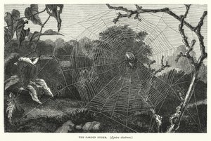 The Garden Spider, Epeira diadema