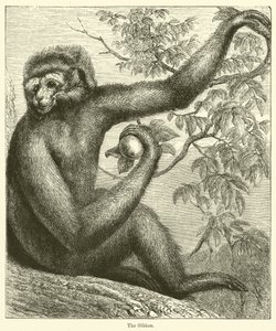The Gibbon
