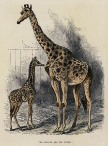 The Giraffe and its Young