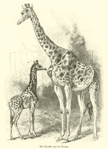 The Giraffe and Its Young by English School
