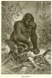 The Gorilla by English School
