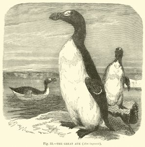 The Great Auk, Alca Impennis by English School
