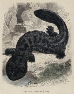 The Great Japanese Salamander by English School