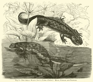 The Great Warty Newt (Triton cristatus), Male, Female, and Tadpole by English School
