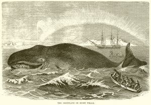 The Greenland or Right Whale