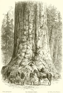 The Grizzly Giant by English School