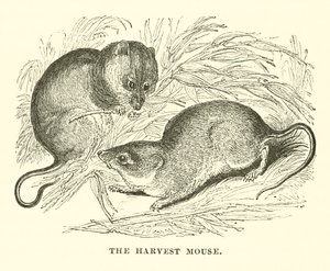 The Harvest Mouse (engraving) by English School