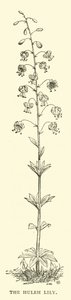 The Huleh Lily by English School