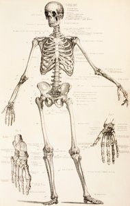 The Human Skeleton, c.1890 by English School