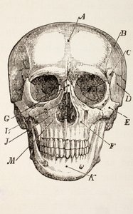 The Human Skull, c.1890 by English School