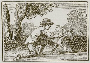 The Husbandman and the Stork
