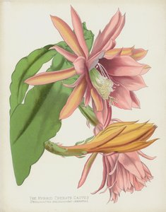 The Hybrid Crenate Cactus