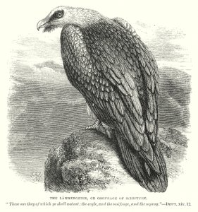 The Lammergeier, or Ossifrage of Scripture by English School