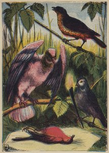 The Linnet, the Dove, and Cock Robin by English School