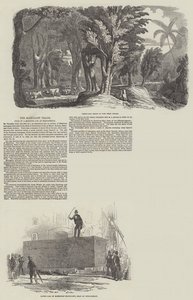 The Mahogany Trade, Sale of a Monster Log at Birkenhead by English School