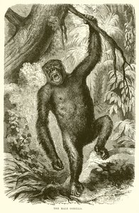 The Male Gorilla by English School