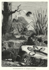 The Metamorphoses of Anthophora personata by English School