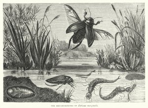 The Metamorphoses of Dytiscus marginalis by English School