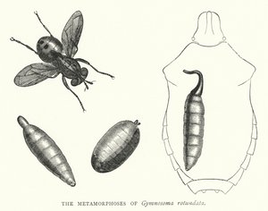 The Metamorphoses of Gymnosoma Rotundata (Engraving)