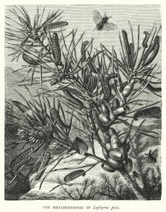 The Metamorphoses of Lophyrus Pini by English School