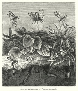 The Metamorphoses of Panorpa Communis by English School