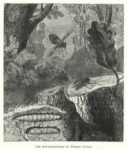 The Metamorphoses of Tabanus bovinus by English School