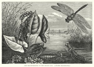The Metamorphoses of the Dragon Fly, Aeschna maculatissima by English School