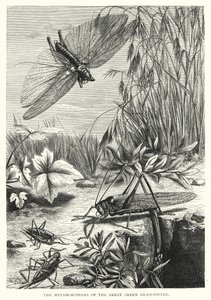 The Metamorphoses of the Great Green Grasshopper by English School
